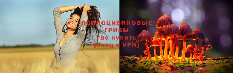 Галлюциногенные грибы Psilocybe  Волоколамск 